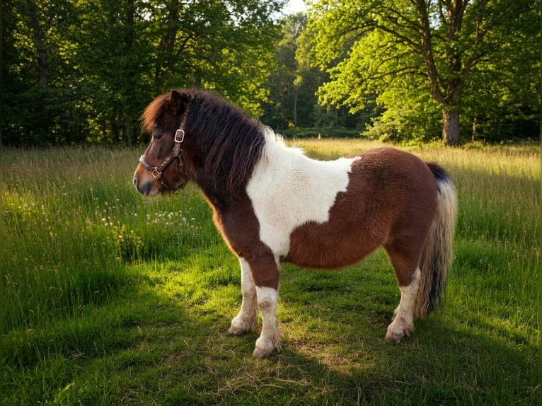 NMPRS Étalon 4 Ans Champagne in Wetzlar