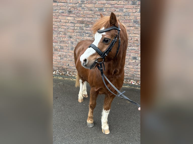 NMPRS Gelding 12 years 11,2 hh Chestnut-Red in Niederkassel