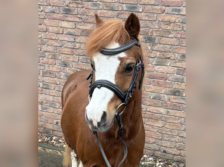 NMPRS Gelding 12 years 11,2 hh Chestnut-Red in Niederkassel