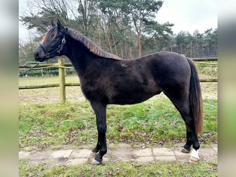 NMPRS Gelding 2 years 14,2 hh in Alpen