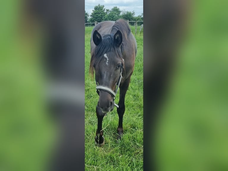 NMPRS Gelding 2 years 14,2 hh in Alpen