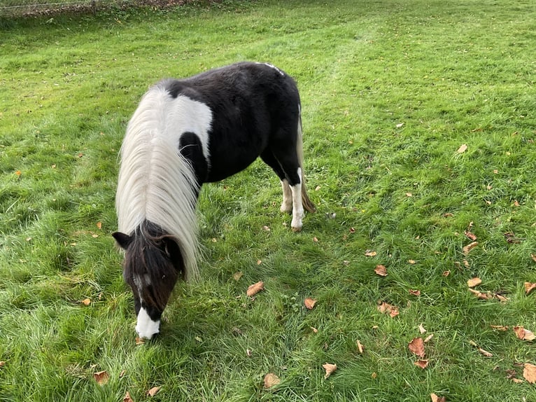 NMPRS Gelding 2 years in Apeldoorn
