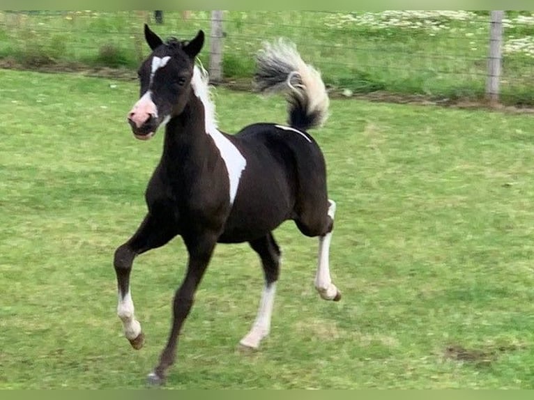 NMPRS Gelding 2 years in Apeldoorn