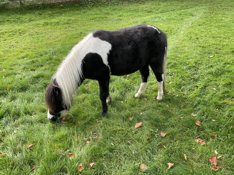 NMPRS Gelding 2 years in Apeldoorn