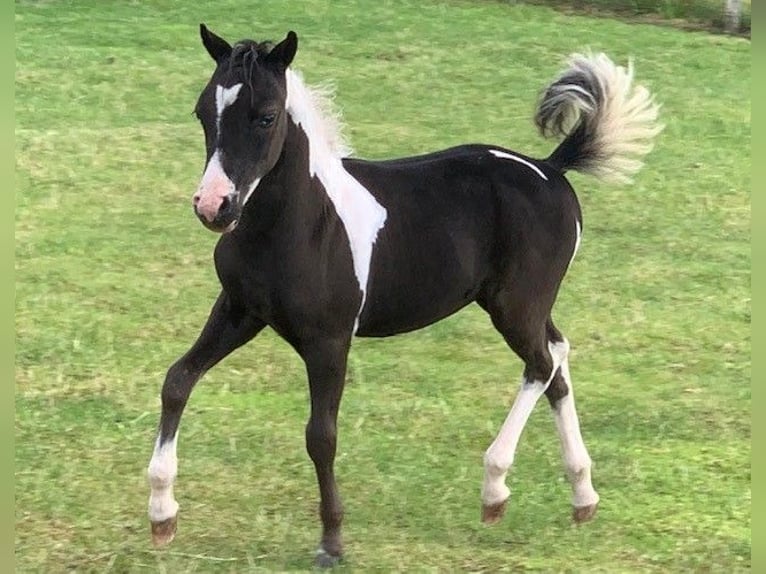 NMPRS Gelding 2 years in Apeldoorn