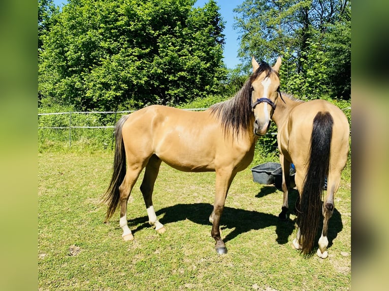 NMPRS Mix Gelding 3 years 15.1 hh Dun in Oberhonnefeld-Gierend