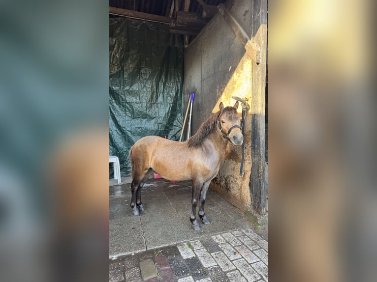 NMPRS Gelding 3 years 7.3 hh Bay in 's-Gravenhage