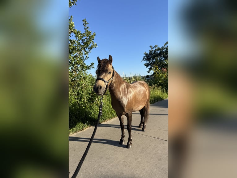 NMPRS Gelding 3 years 7.3 hh Bay in Warmond