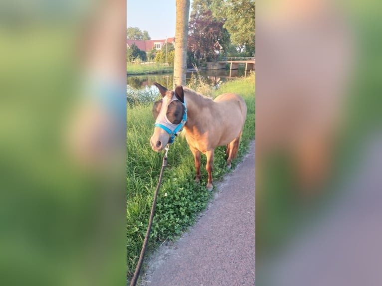 NMPRS Gelding 3 years 9,1 hh Buckskin in Heemskerk