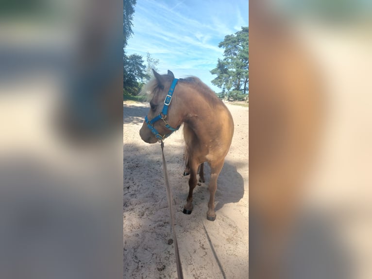 NMPRS Gelding 3 years 9,1 hh Buckskin in Heemskerk