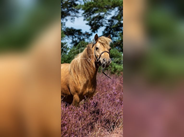 NMPRS Gelding 3 years 9,1 hh Buckskin in Heemskerk