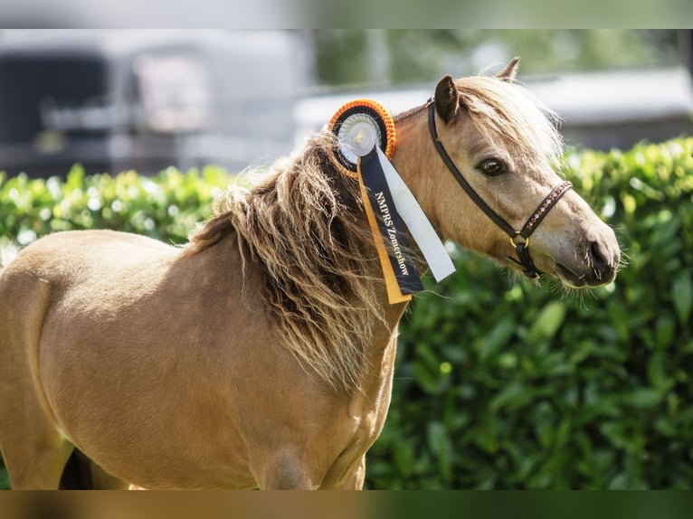 NMPRS Gelding 3 years 9,1 hh Buckskin in Heemskerk