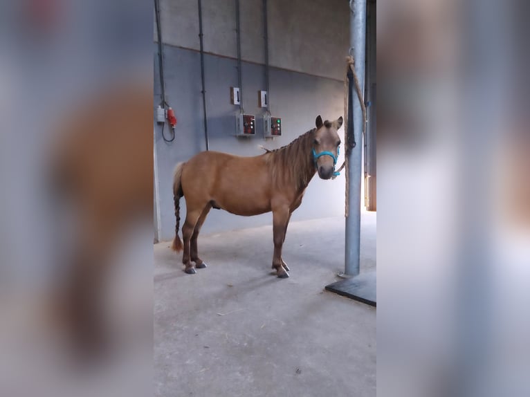 NMPRS Gelding 3 years 9,1 hh Buckskin in Heemskerk