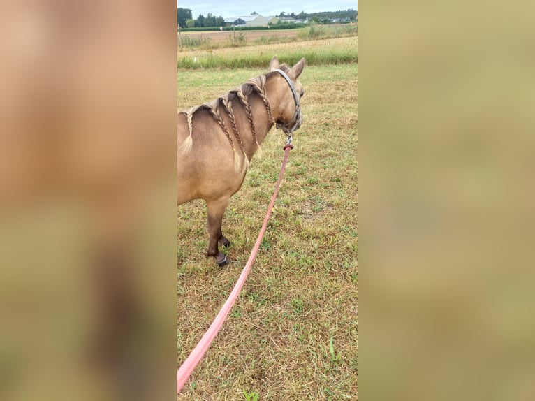 NMPRS Gelding 3 years 9,1 hh Buckskin in Heemskerk