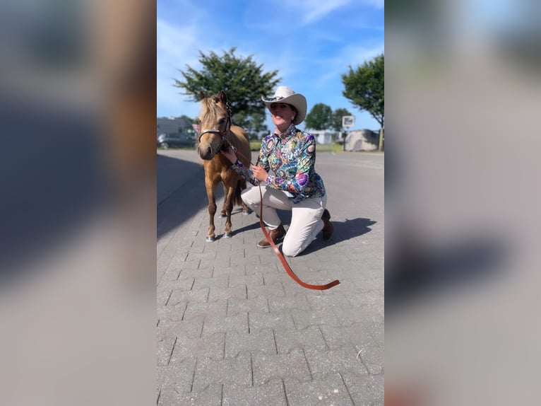 NMPRS Gelding 3 years 9,1 hh Buckskin in Heemskerk