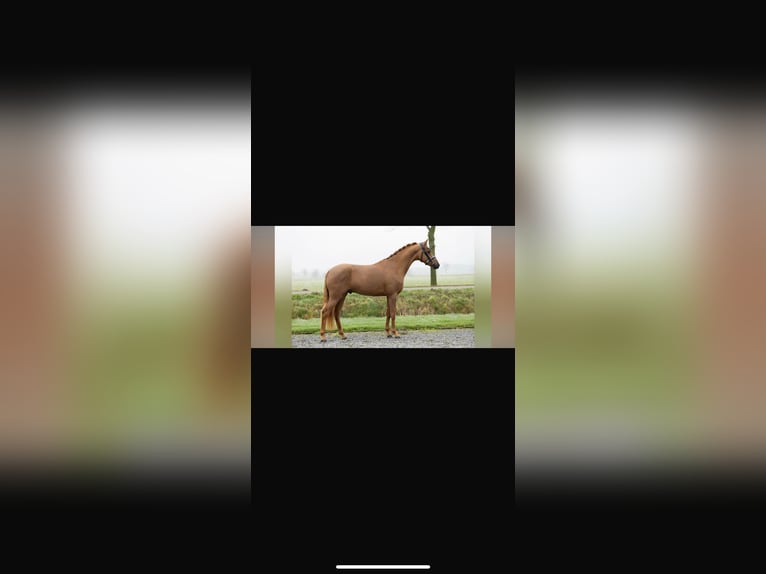 NMPRS Gelding 4 years 14 hh Chestnut-Red in Maldegem