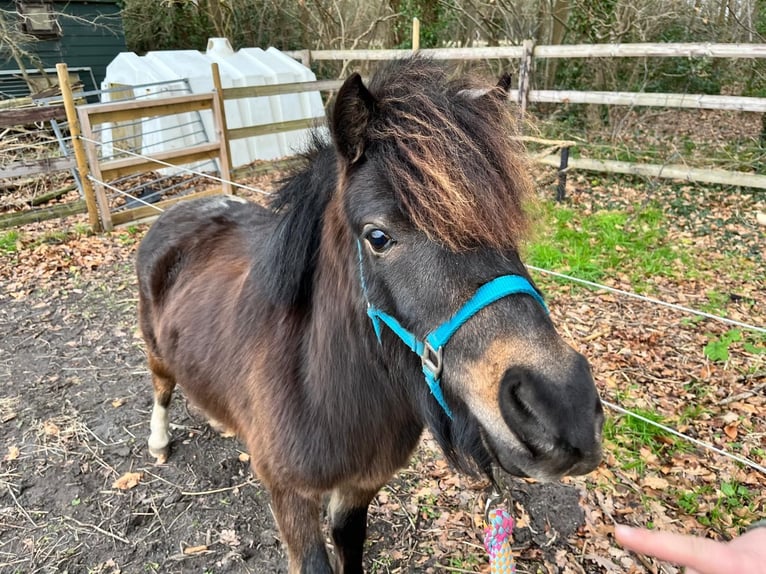 NMPRS Gelding 4 years 9,2 hh Bay-Dark in Emmen