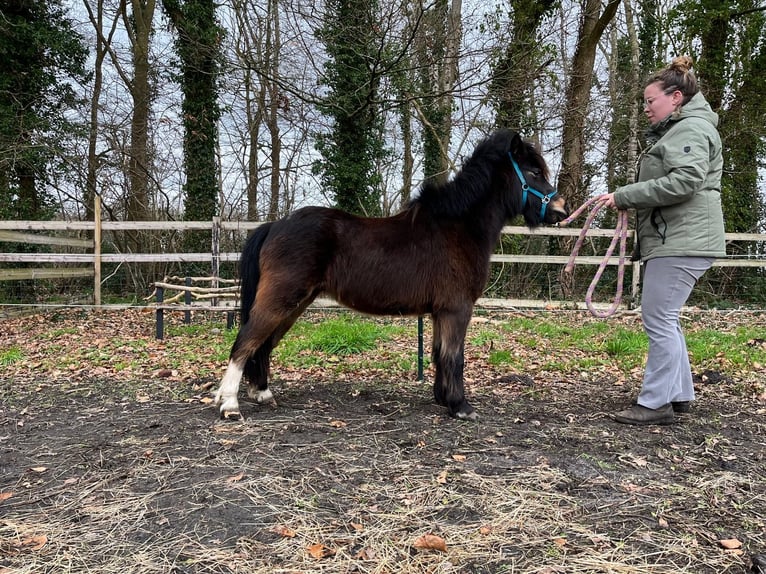 NMPRS Gelding 4 years 9,2 hh Bay-Dark in Emmen
