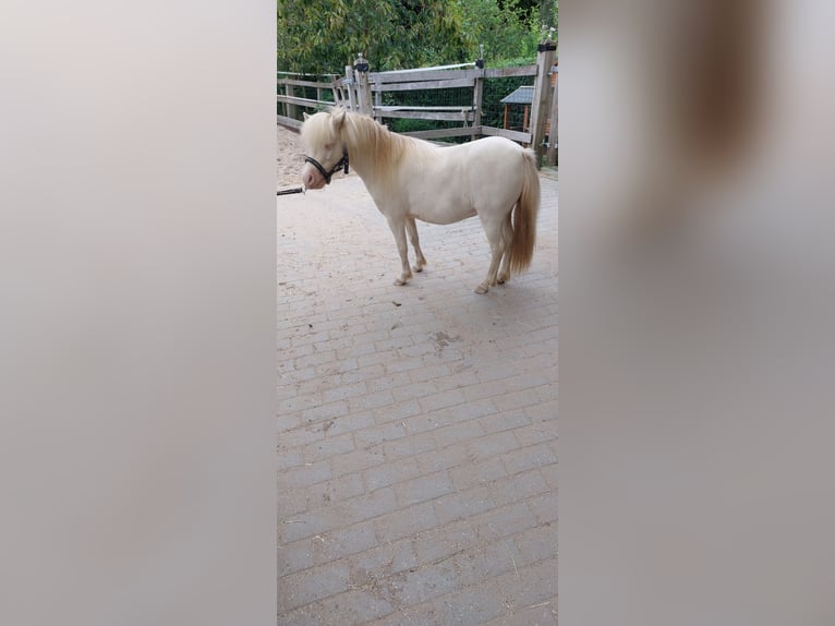 NMPRS Gelding 4 years Cremello in Almere