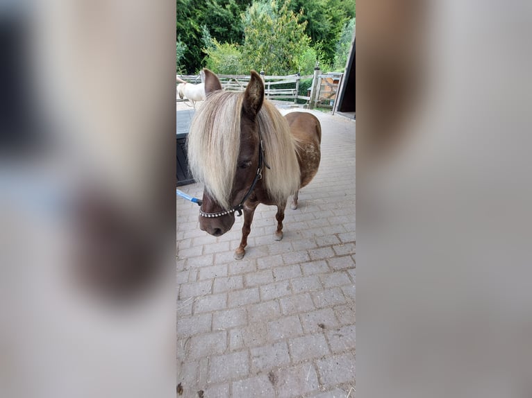 NMPRS Gelding 4 years Cremello in Almere