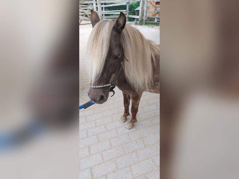 NMPRS Gelding 4 years Cremello in Almere