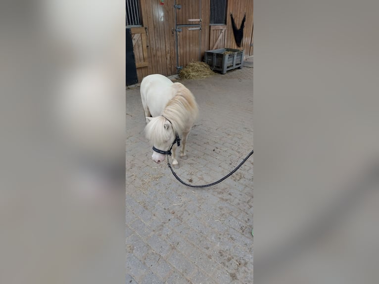 NMPRS Gelding 5 years 8,2 hh Cremello in Almere