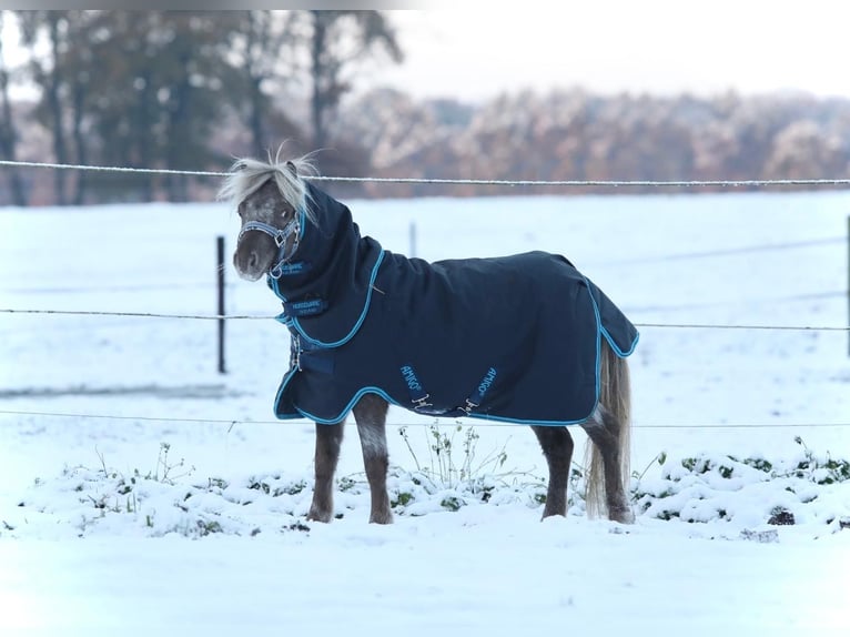 NMPRS Gelding 5 years 9,2 hh Pinto in Aalten