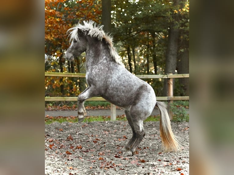 NMPRS Gelding 5 years 9,2 hh Pinto in Aalten