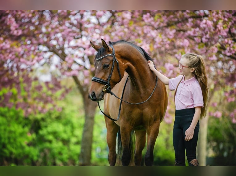 NMPRS Gelding 6 years 14,1 hh Brown in Sm