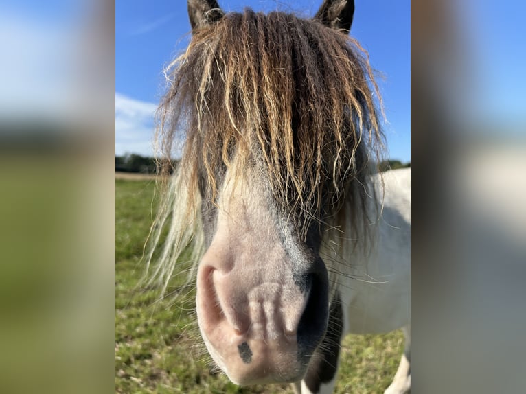 NMPRS Gelding 7 years 8,2 hh in Gau&#xDF;ig