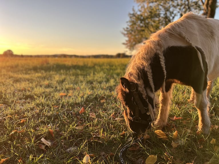 NMPRS Gelding 7 years 8,2 hh in Gau&#xDF;ig