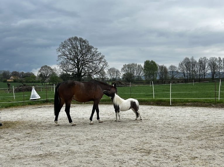 NMPRS Gelding 7 years 8,2 hh in Gau&#xDF;ig