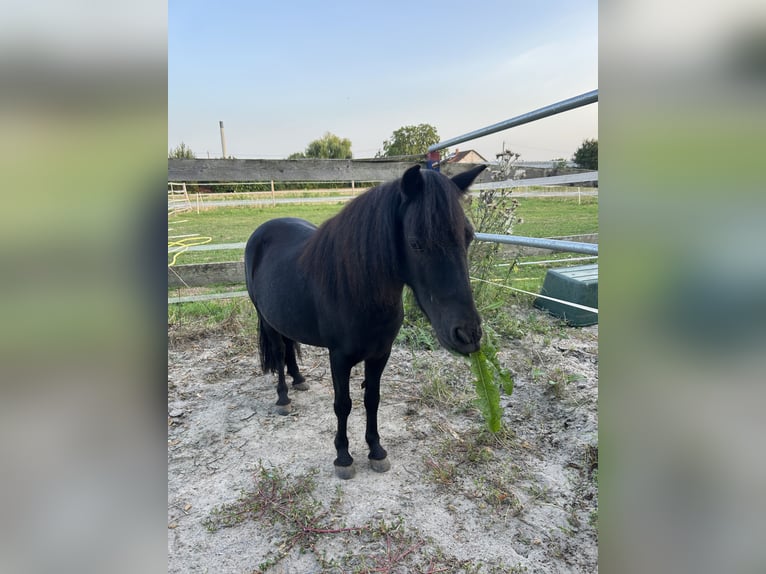 NMPRS Gelding 7 years 9,1 hh Black in Heidelberg