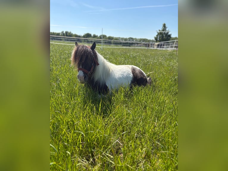 NMPRS Gelding 8 years 8,2 hh in Gaußig