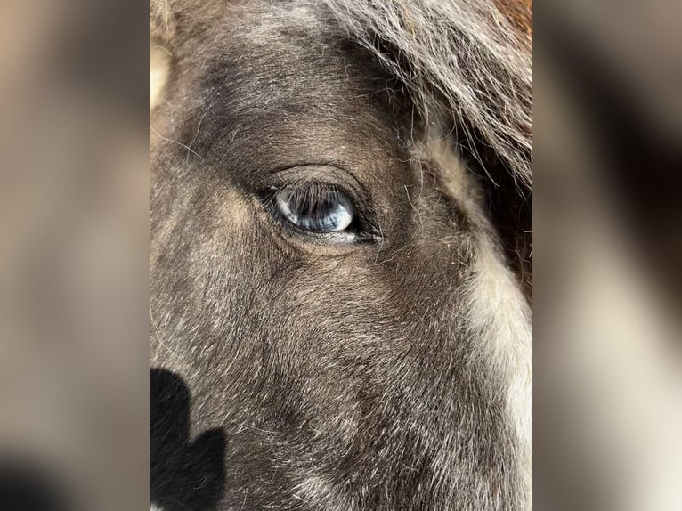 NMPRS Gelding 8 years 8,2 hh in Gaußig