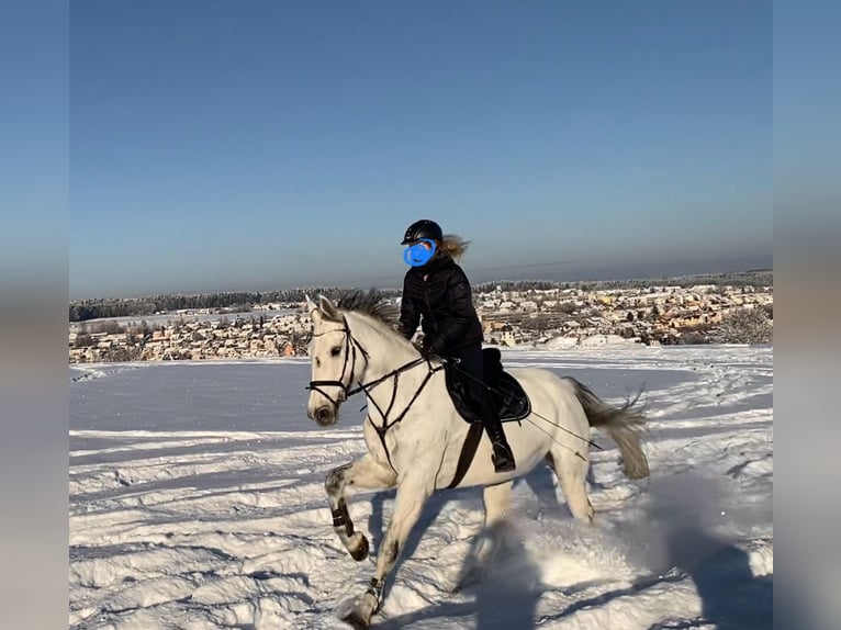NMPRS Giumenta 14 Anni 174 cm Grigio in Wildberg