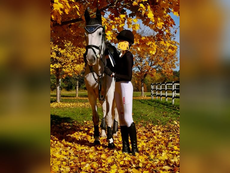 NMPRS Giumenta 14 Anni 174 cm Grigio in Wildberg