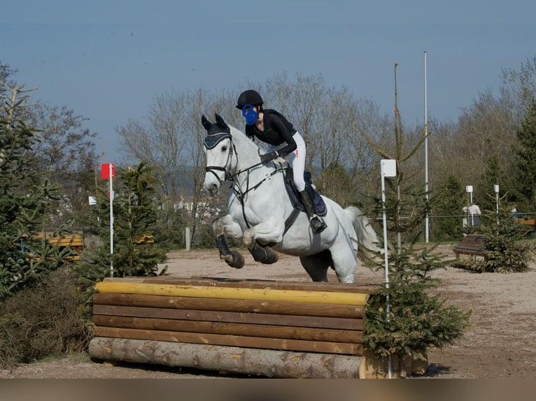 NMPRS Giumenta 14 Anni 174 cm Grigio in Wildberg