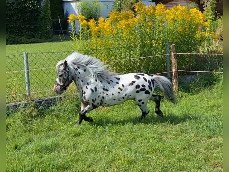 NMPRS Giumenta 15 Anni 84 cm Leopard in Schemmerhofensche
