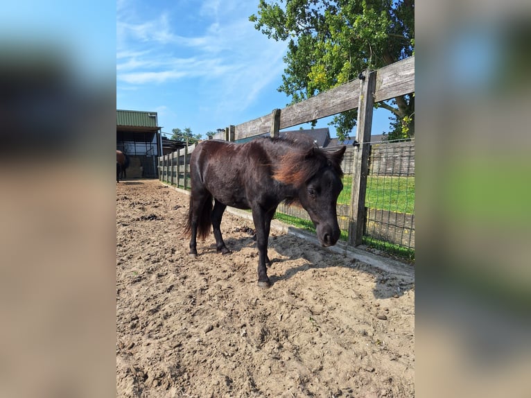 NMPRS Giumenta 2 Anni 85 cm in Berkel en Rodenrijs