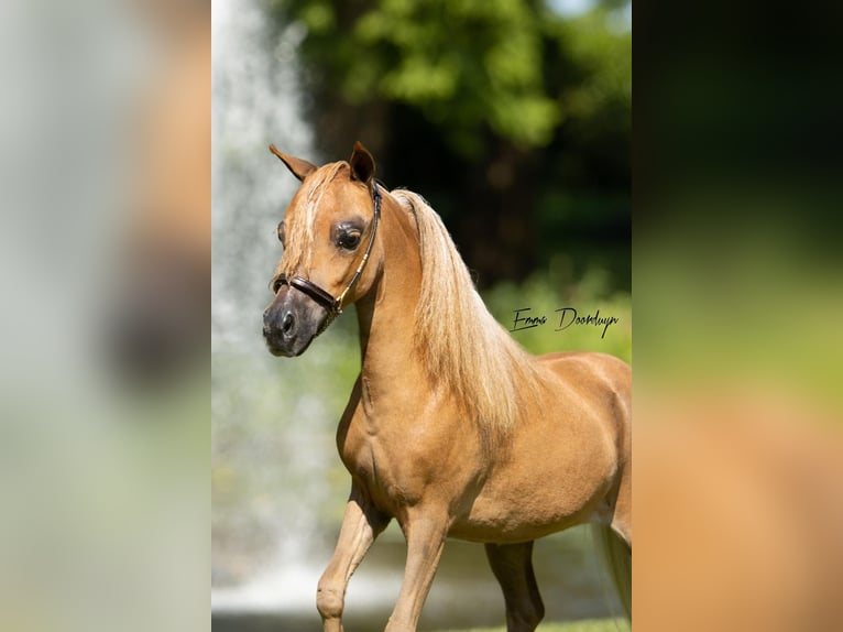 NMPRS Giumenta 4 Anni 85 cm Sauro in Kaulille