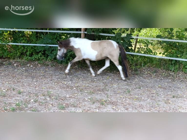 NMPRS Giumenta 5 Anni 88 cm  in Weilheim an der Teck