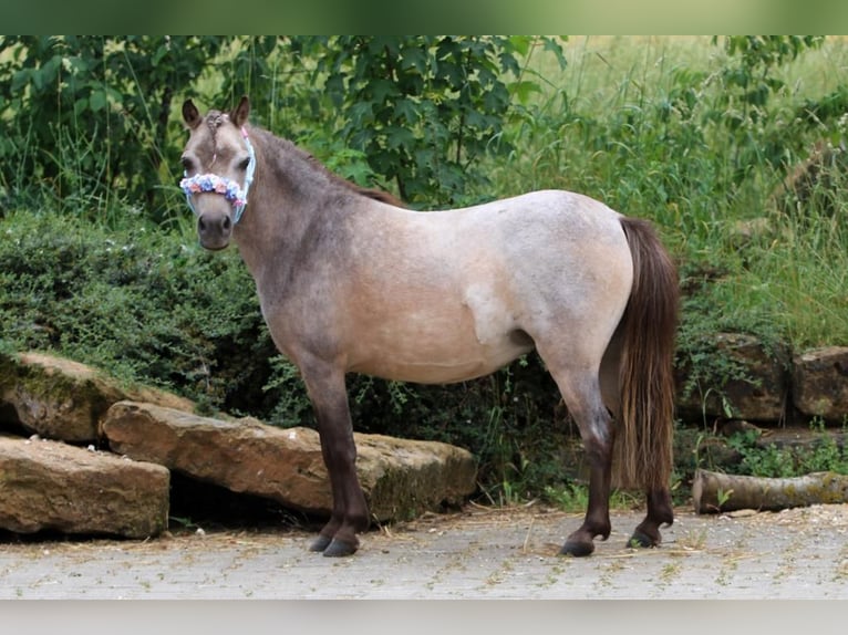 NMPRS Giumenta 7 Anni 93 cm Pelle di daino in Weilheim an der Teck