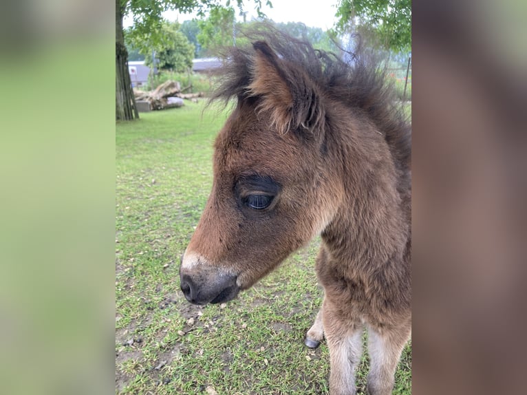NMPRS Hengst 1 Jaar 90 cm Bruin in Werkhoven