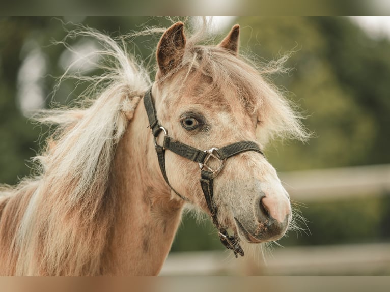NMPRS Hengst 1 Jaar Gevlekt-paard in Meldert