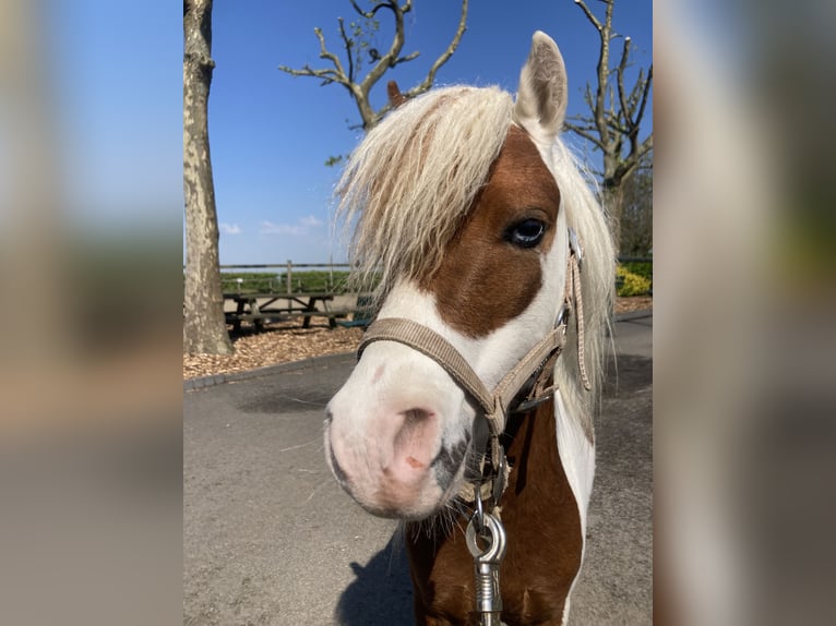 NMPRS Hengst 1 Jahr 90 cm Brauner in Werkhoven
