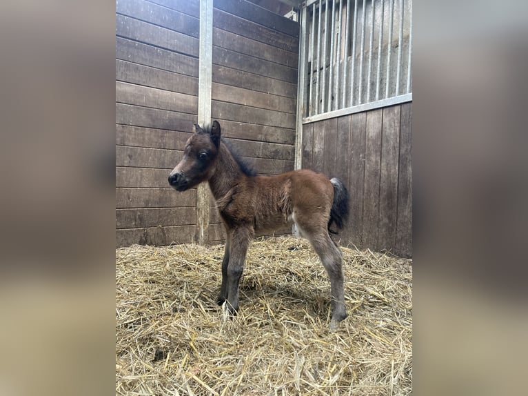NMPRS Hengst 1 Jahr 90 cm Brauner in Werkhoven