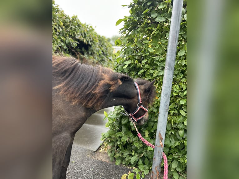 NMPRS Hengst 1 Jahr 90 cm Brauner in Werkhoven