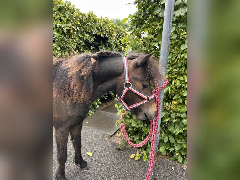 NMPRS Hengst 1 Jahr 90 cm Brauner in Werkhoven