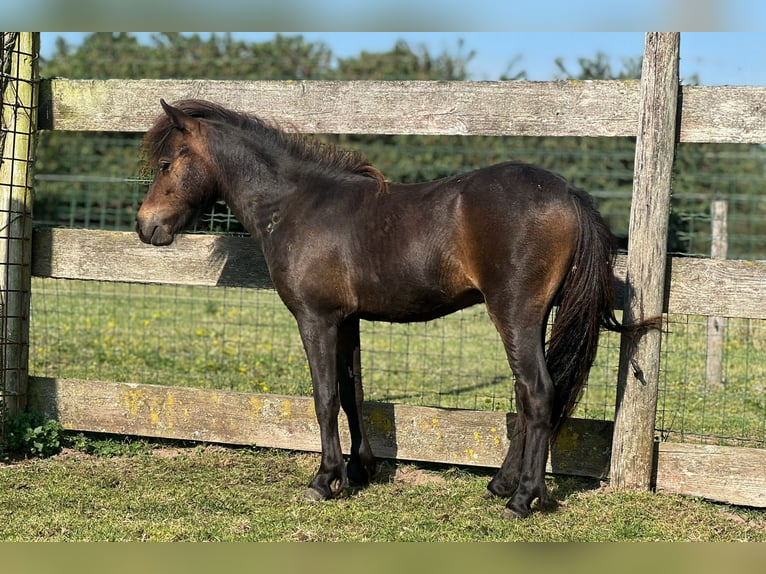 NMPRS Hengst 1 Jahr 90 cm Brauner in Werkhoven
